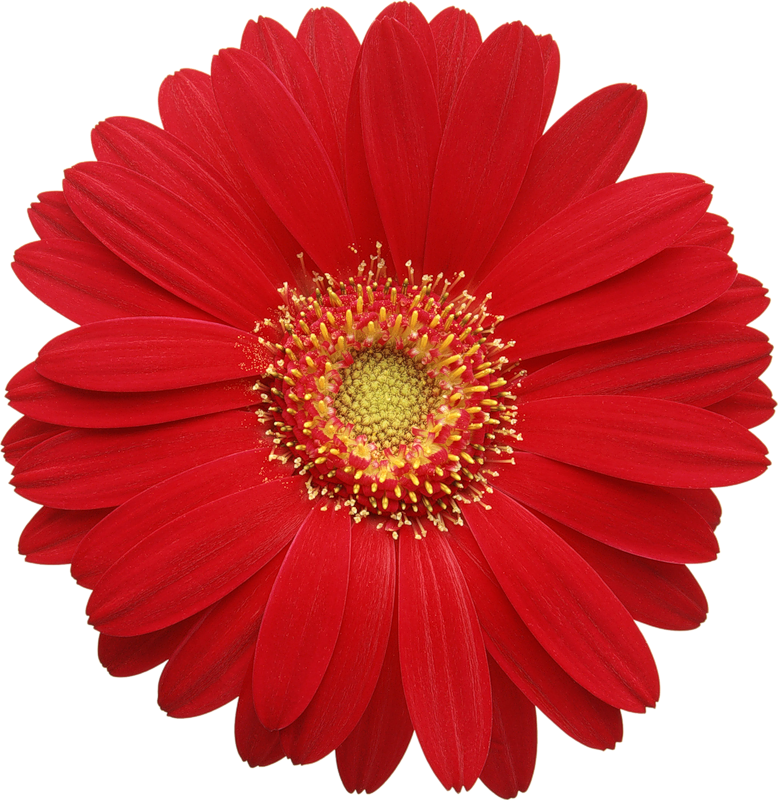 Free Daisy Images | Free Download Clip Art | Free Clip Art | on ...