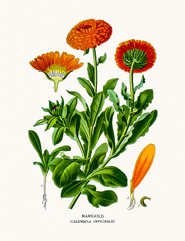 Marigold Clip Art, Vector Images & Illustrations