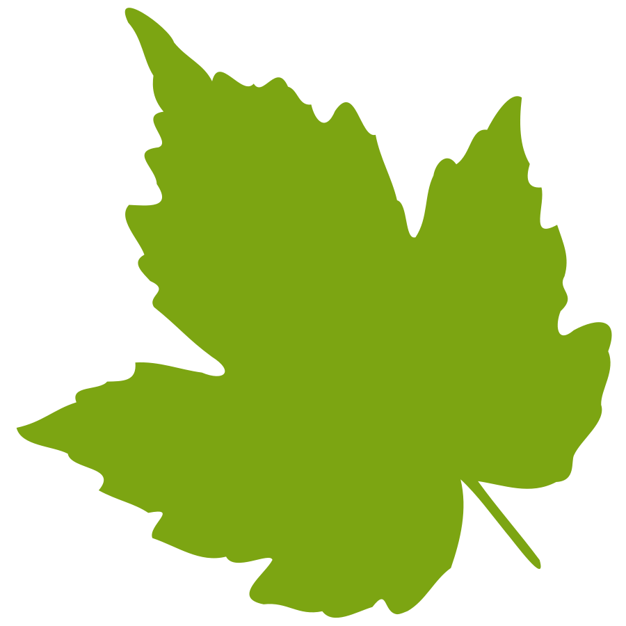 Oak Tree Leaves Clipart