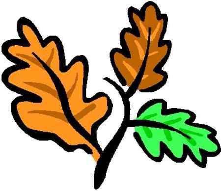 25+ Leaf Tree Clipart