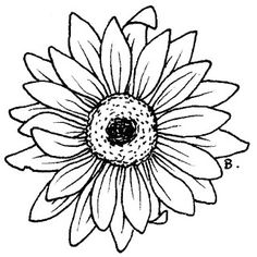 Gerbera daisies, Daisies and Daisy drawing