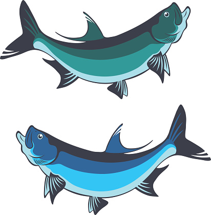 Silhouette Of A Tarpon Clip Art, Vector Images & Illustrations ...