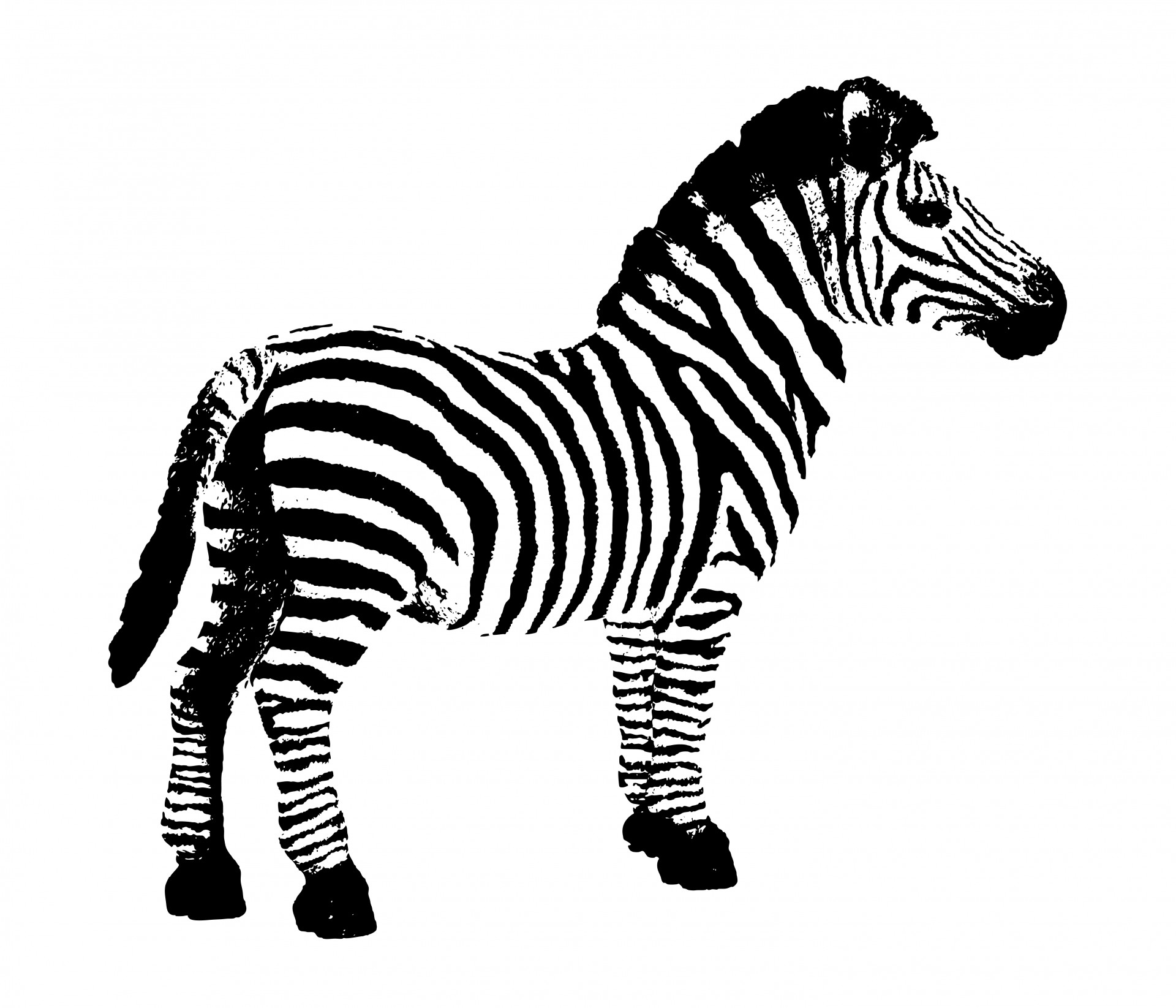 Zebra no background clipart