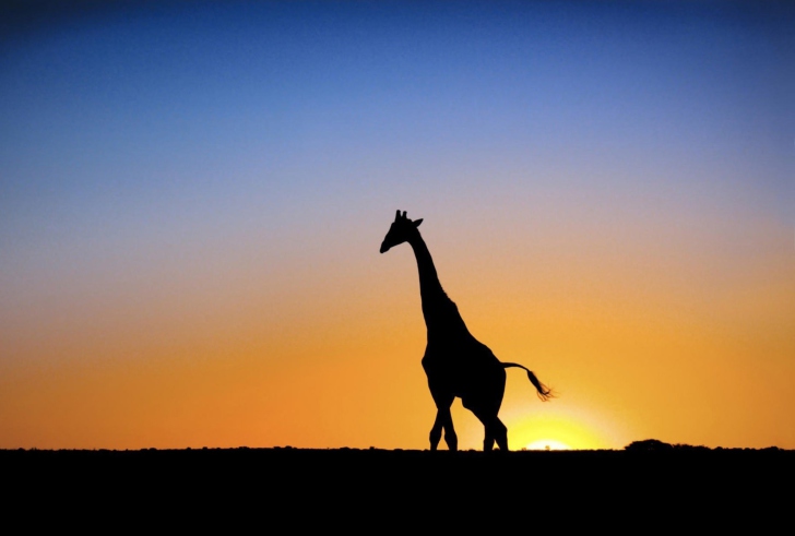 Giraffe Wallpapers for Android, iPhone and iPad
