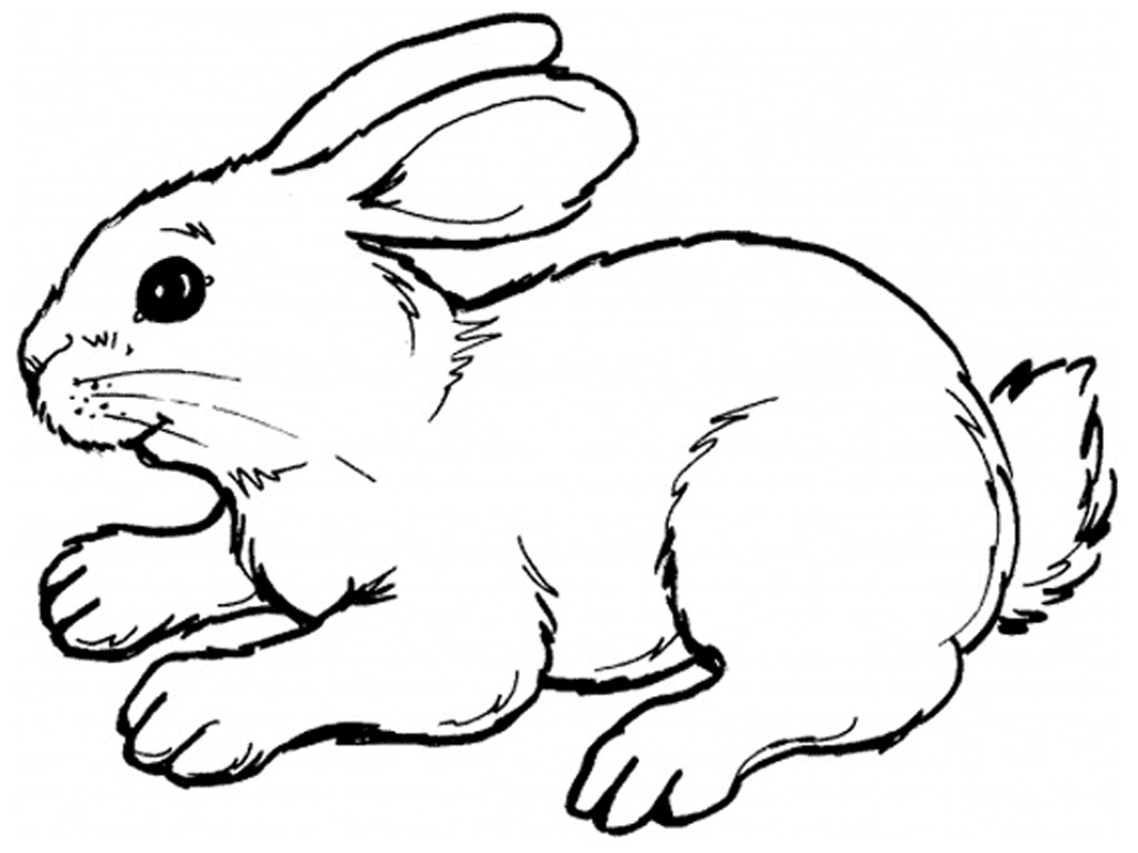 Running rabbit clipart - Cliparting.com