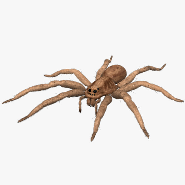 Animated Spider Pictures | Free Download Clip Art | Free Clip Art ...