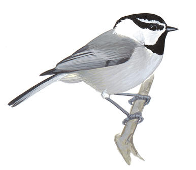 Black-capped Chickadee | Audubon Field Guide