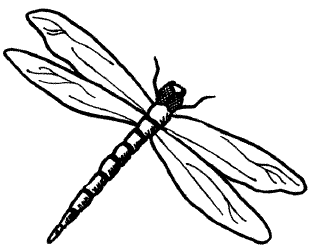 Dragonfly Drawing - ClipArt Best