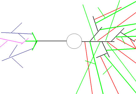 Re: How does our brain read nerve messages?Is the nerve message ...