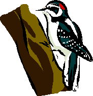 Woodpecker Clipart - Free Clipart Images