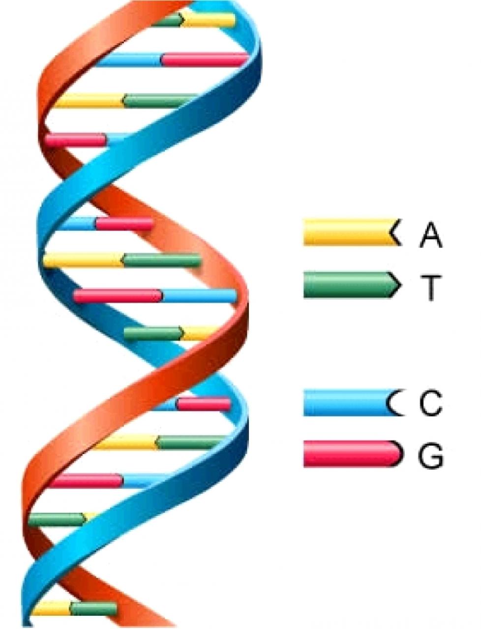 Double Helix Clip Art