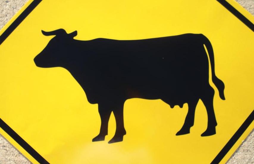 Cattle Signs