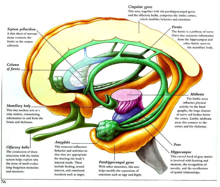 1000+ images about Brain