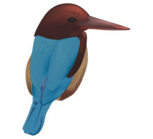Animal Bird Birdie Blue Clipart Illustration Kingfisher Life ...