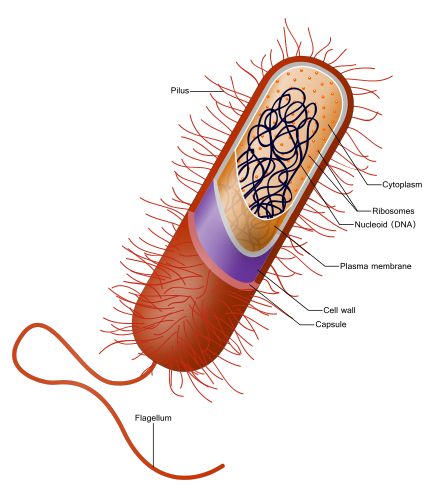 Bacteria - Wikiwand