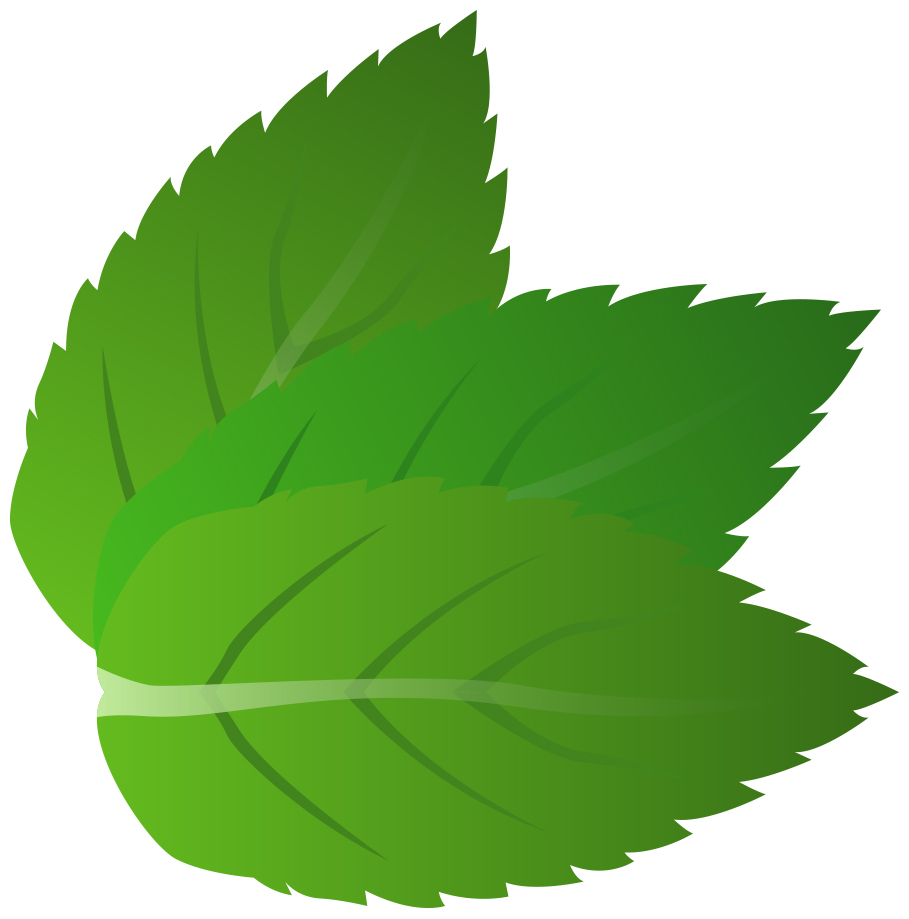 Clipart mint leaves