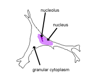 Histology Guide | The Cell