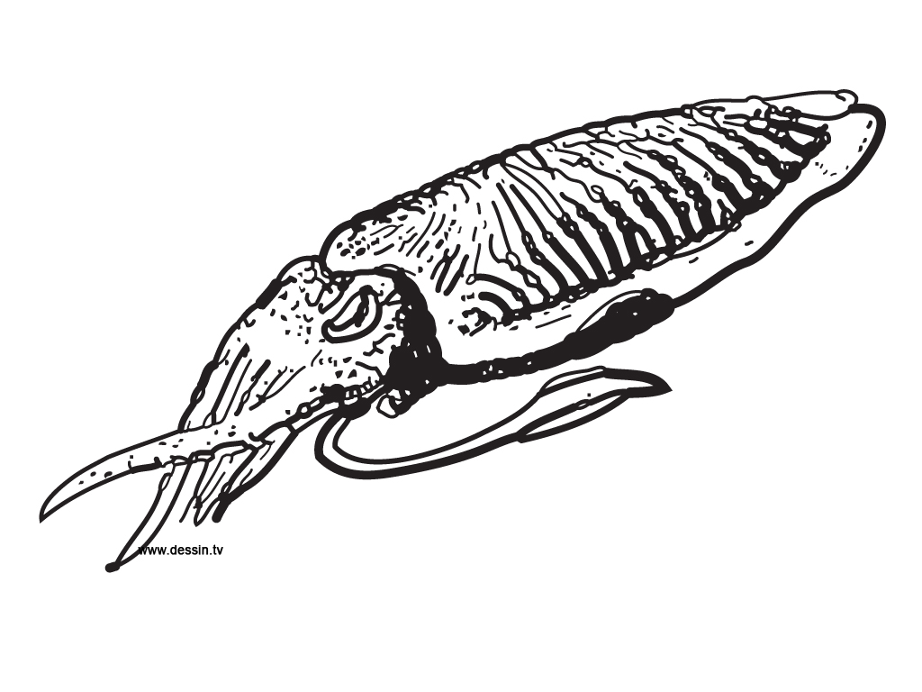 cuttlefish Colouring Pages