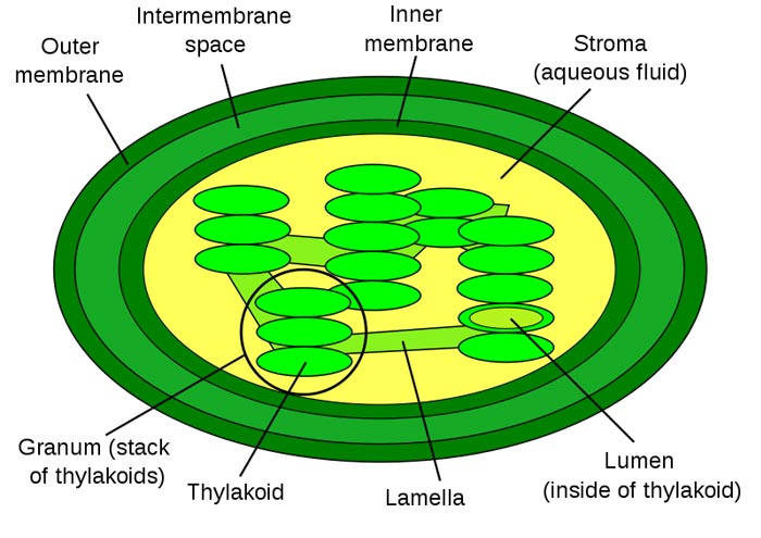 Chloroplast Diagram - Pictures, Photos & Images of Plants ...
