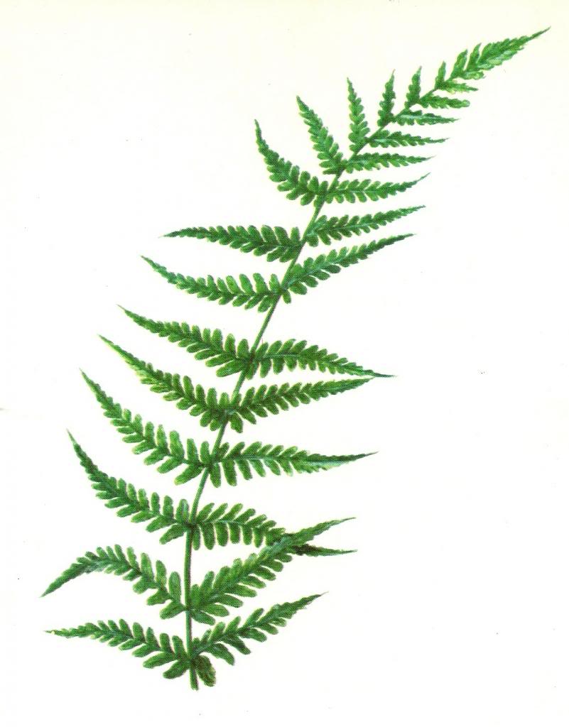 Fern Clip Art