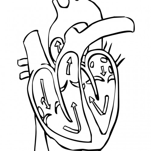 Blank Diagram Of The Heart | Human Anatomy Body