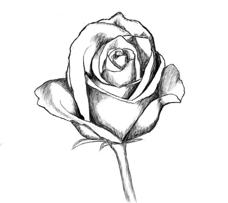 How To Draw Roses | Drawing ...