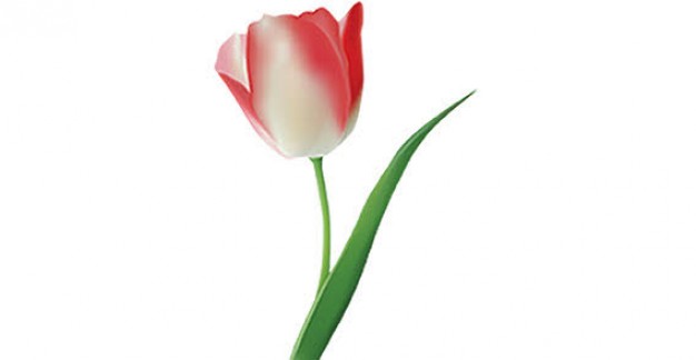 Single Tulip - ClipArt Best