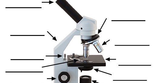 Label Microscope Worksheet - Pichaglobal