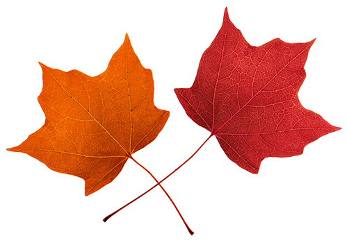 Maple Leaf Clipart - Tumundografico