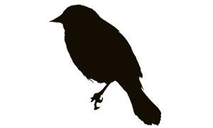 Robin Silhouette - ClipArt Best