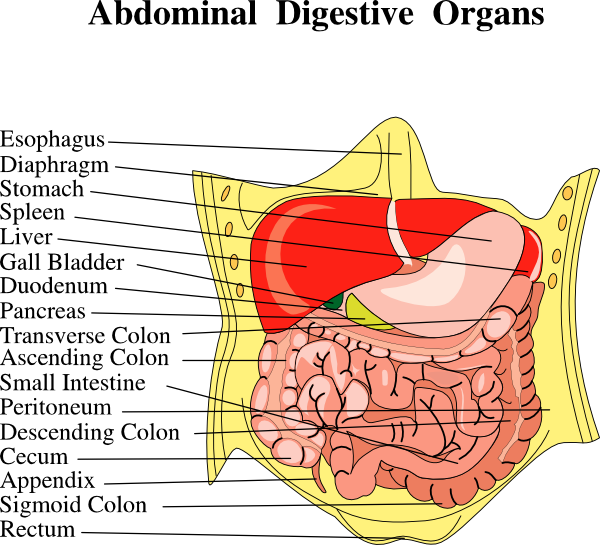 Body Parts Diagram - Funny Pictures Gallery: Organs, internal organs