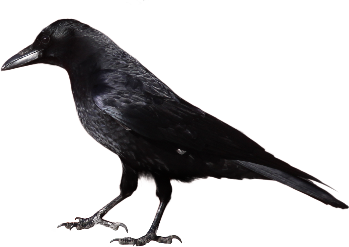 Crow PNG images, download pictures