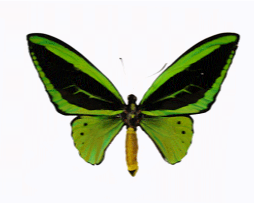 Butterflies animated clipart - Cliparting.com