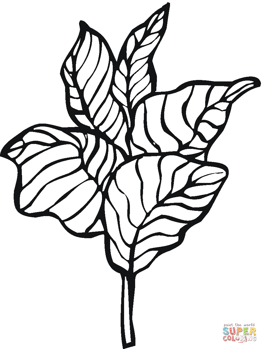 Lettuce 11 coloring page | Free Printable Coloring Pages