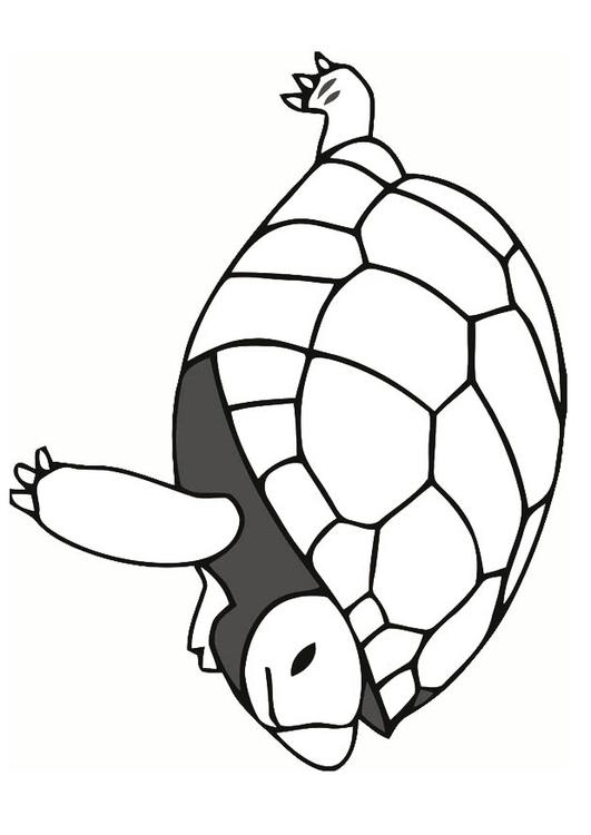 Coloring page tortoise - img 19638.