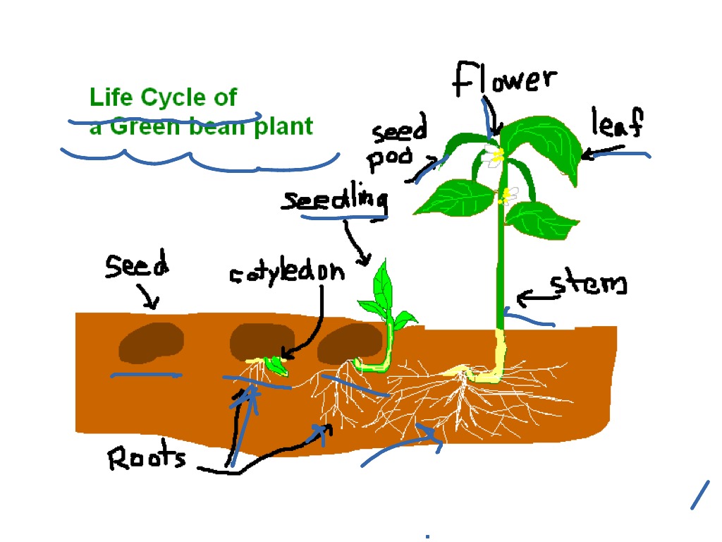 ShowMe - Frog life cycle