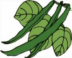 Free Green Beans Plants Clipart