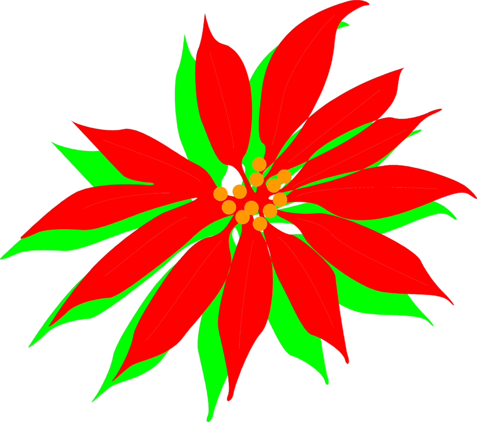 Poinsettia | Free Stock Photo | Illustration of a red poinsettia ...