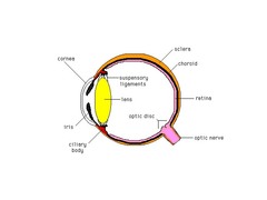 Labeled Picture Of The Eye - ClipArt Best