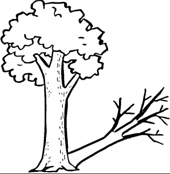 Tree coloring page | Super Coloring