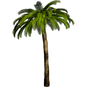 Download PNG image palm tree PNG image, free download picture ...