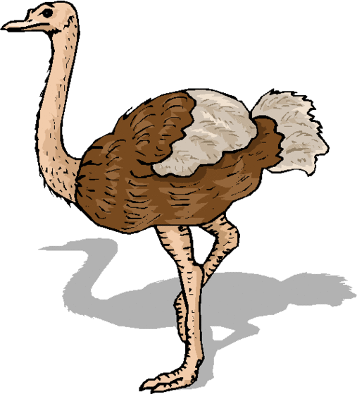 ostrich picture artclip