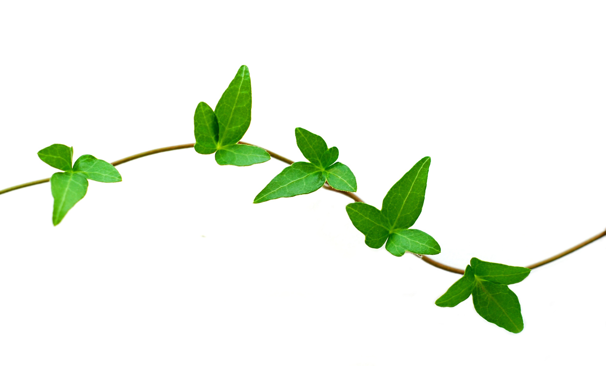 Ivy vine clipart