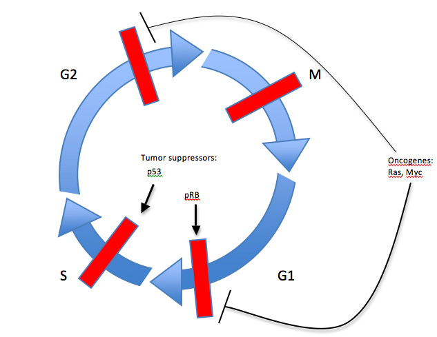 Cell Cycle Control, Oncogenes, Tumor Suppressors | Learn Science ...