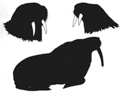 Vol 19, No 1 - Mammal Silhouettes No.1 - The Kansas School ...