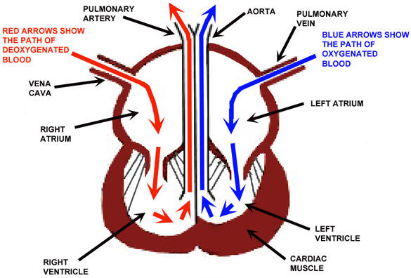 The Open Door Web Site : Biology : The Heart and Heart Disease