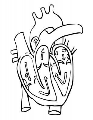 Heart Diagram | Physiology, Cranial ...