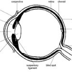 Eye Diagram Label - AoF.com