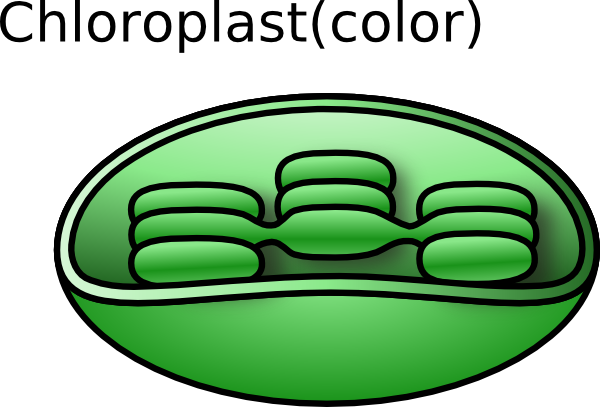 Plant Cell Clip Art - Free Clipart Images