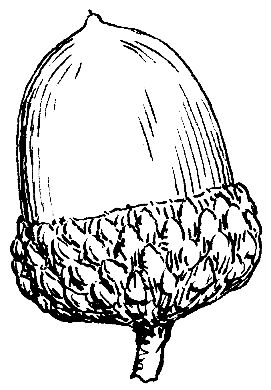 acorn clipart black and whit